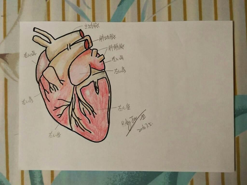心脏简笔画 心脏简笔画结构图