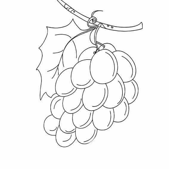 葡萄简笔画图片大全 葡萄简笔画图片大全带颜色
