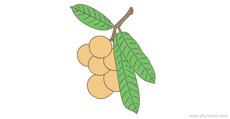桂圆儿童画怎么画 桂圆简笔画简单