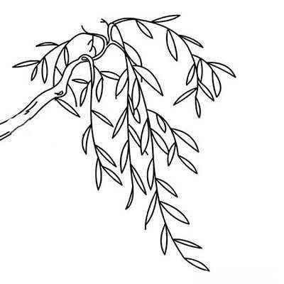 柳树简笔画 柳树简笔画图片带颜色
