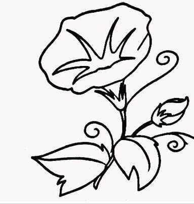 牵牛花的简笔画图片大全 牵牛花的简笔画图片大全彩色