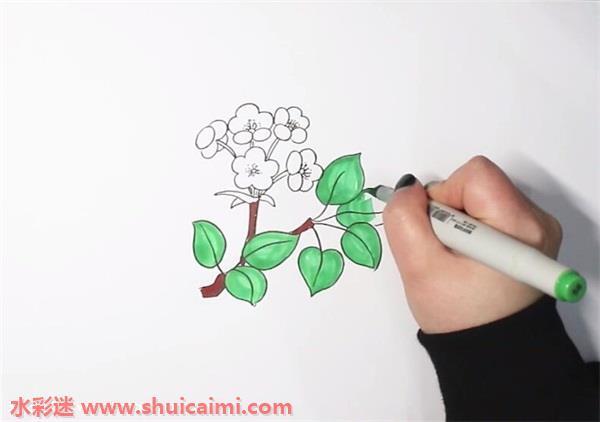 梨花怎么画 梨花简笔画步骤