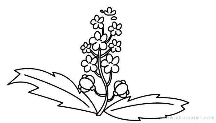 油菜花简笔画怎么画 油菜花简笔画步骤