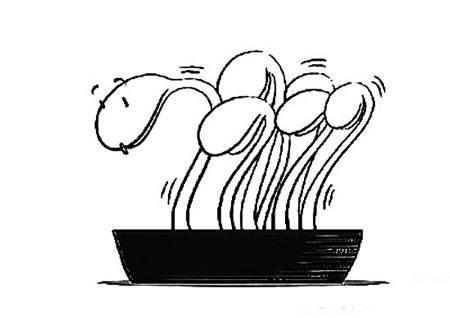 豆芽简笔画 豆芽简笔画生长过程