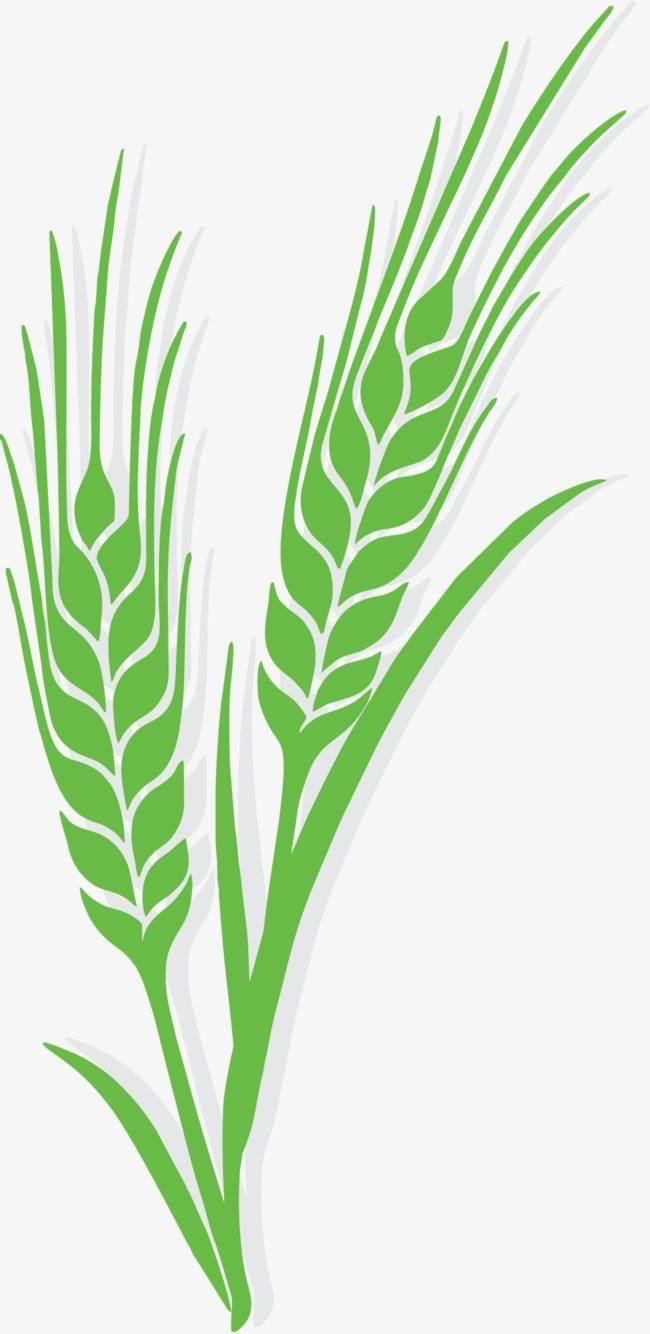 小麦简笔画 小麦简笔画彩色