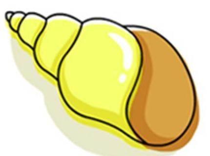 海螺简笔画 海螺简笔画彩色