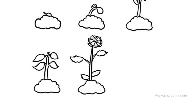 植物生长过程6张儿童画怎么画 植物生长过程6张简笔画图片大全
