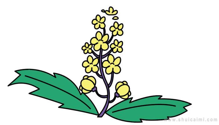 油菜花简笔画怎么画 油菜花简笔画步骤