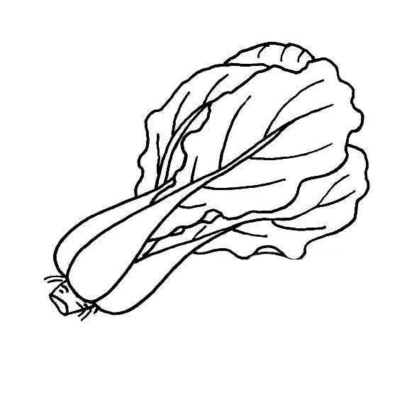 白菜简笔画 白菜简笔画图片带颜色
