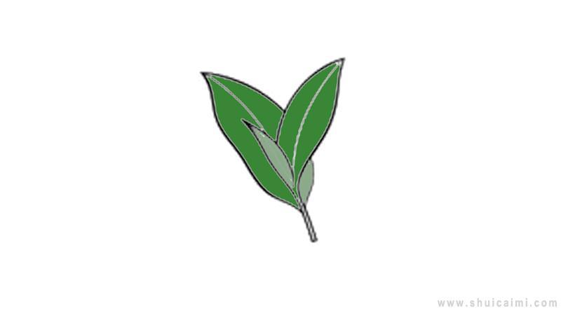 茶叶简笔画怎么画 茶叶简笔画顺序