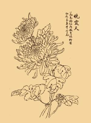 菊花叶子简笔画 菊花叶子简笔画图片