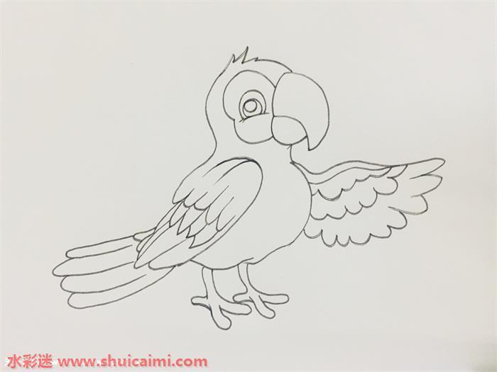 鹦鹉怎么画 鹦鹉简笔画步骤