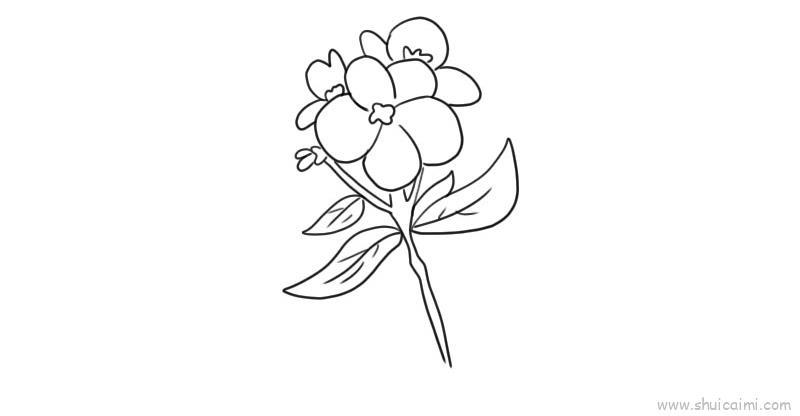 紫罗兰儿童画怎么画 紫罗兰简笔画好看