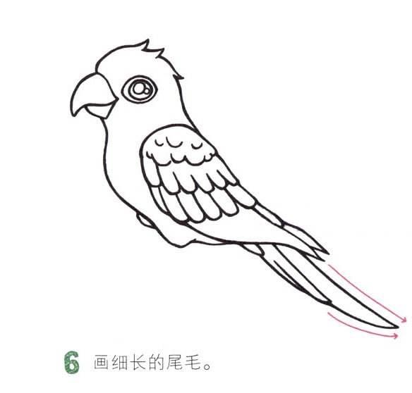 鹦鹉简笔画图片大全 鹦鹉简笔画图片大全可爱图片