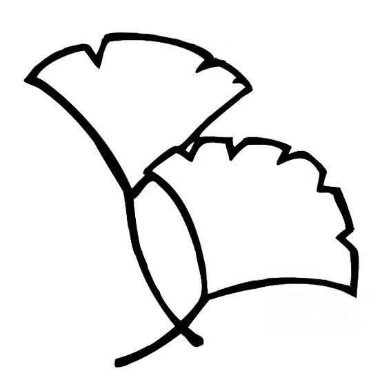 银杏叶简笔画 银杏树简笔画简单又好看