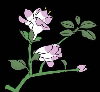 紫茉莉简笔画 紫茉莉简笔画彩色