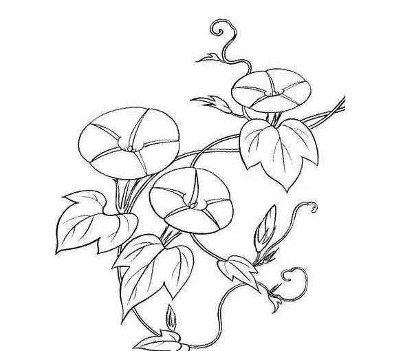 牵牛花简笔画 牵牛花简笔画图片