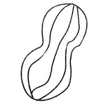 花生简笔画 花生简笔画简单又好看