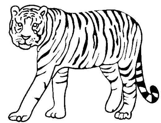 老虎简笔画 老虎简笔画霸气