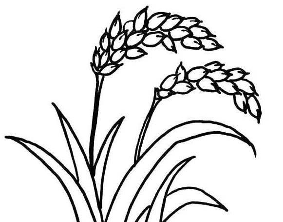稻田简笔画 稻田简笔画图片大全
