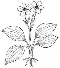桂花树 简笔画 桂花树简笔画彩色