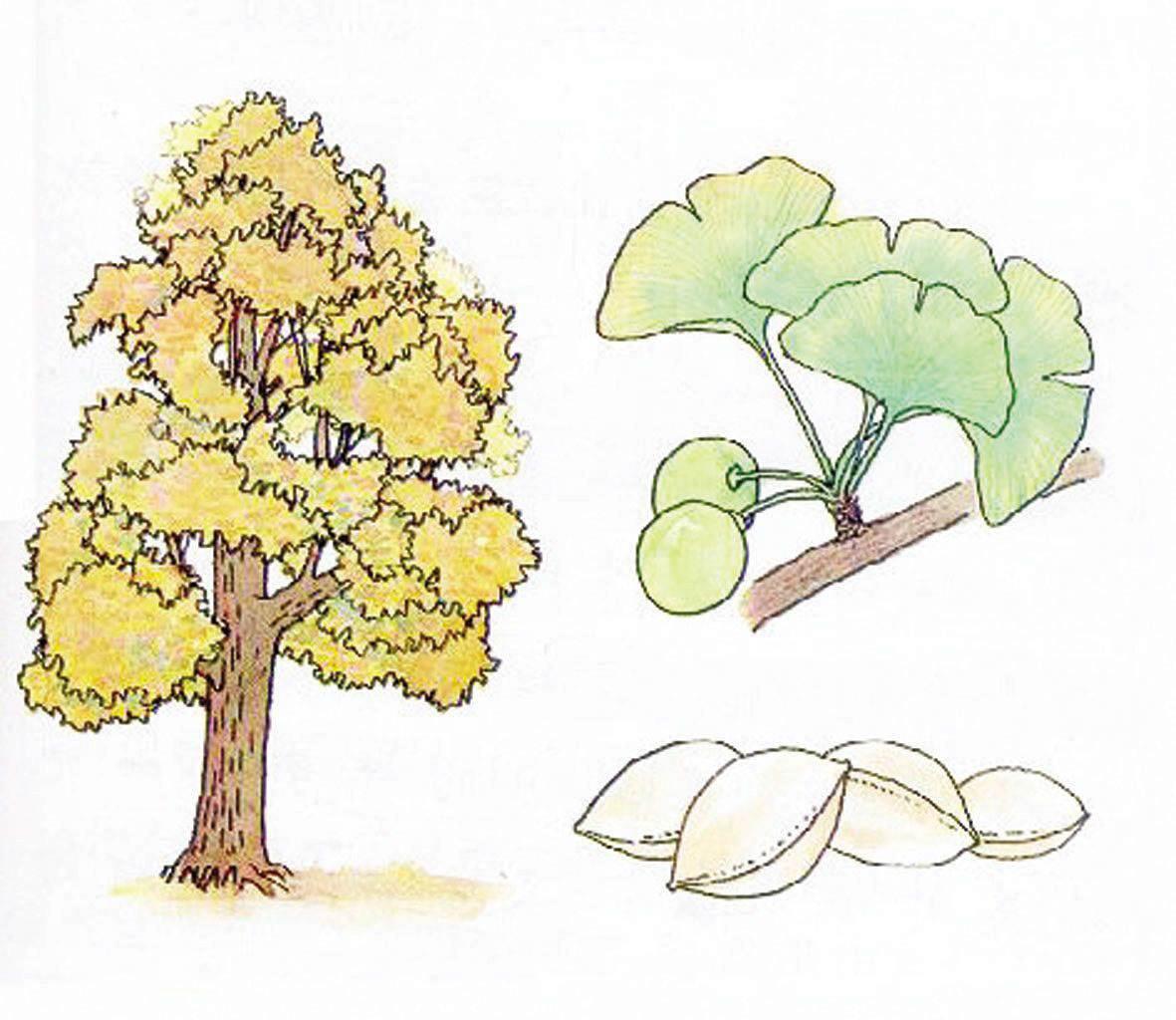 银杏简笔画图片大全 银杏简笔画图片大全可爱