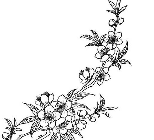 桃花简笔画 桃花简笔画彩色