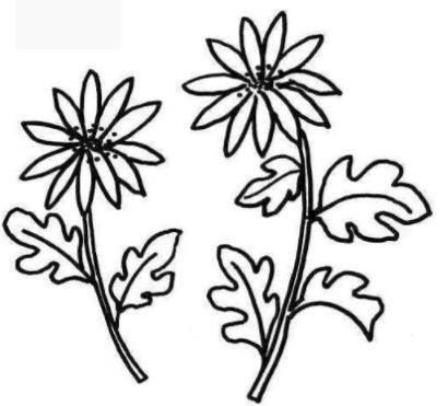 菊花叶子简笔画 菊花叶子简笔画图片