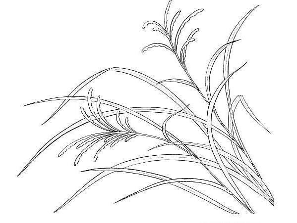 简笔画小草 简笔画小草图片大全