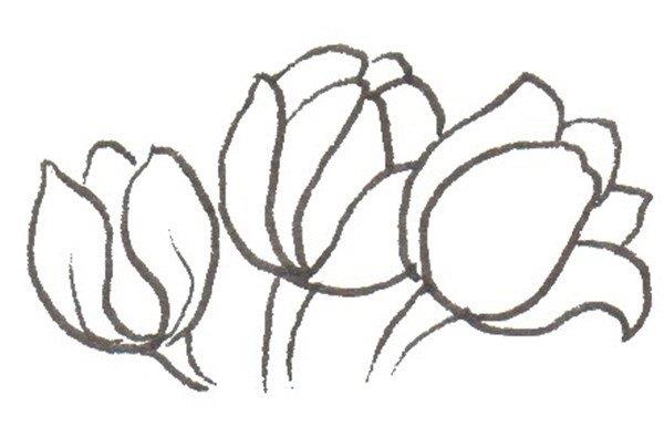郁金香的简笔画怎么画 郁金香的简笔画好看