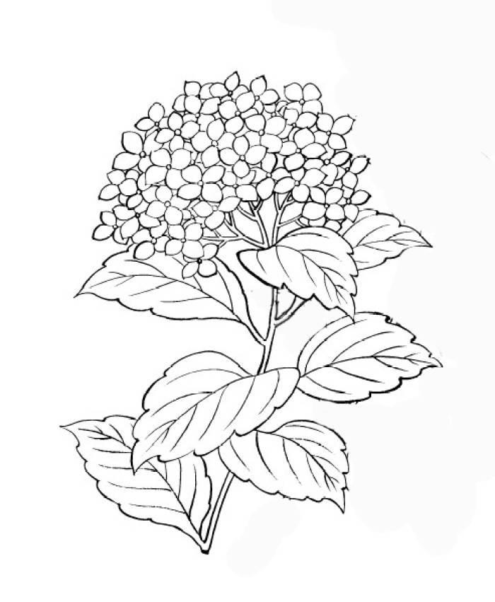 壮族绣球简笔画 壮族绣球简笔画怎么画