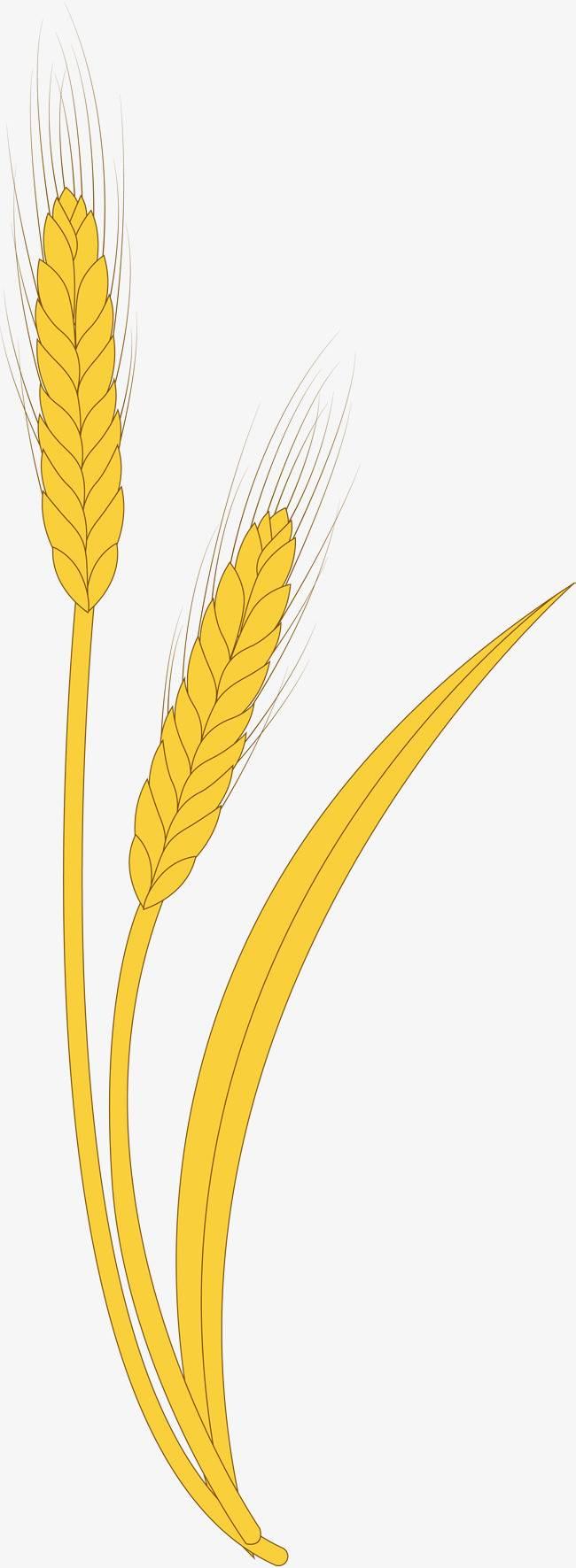 麦子简笔画 麦子简笔画大丰收
