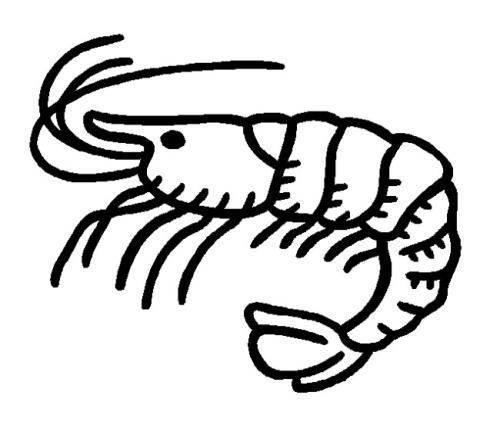 虾简笔画 虾简笔画儿童画