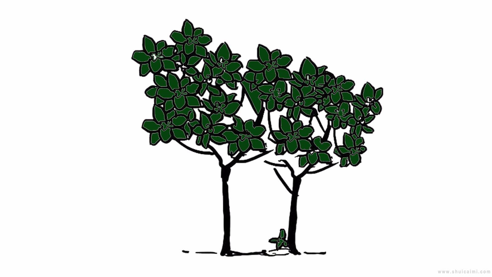 月桂树简笔画怎么画 月桂树简笔画画法