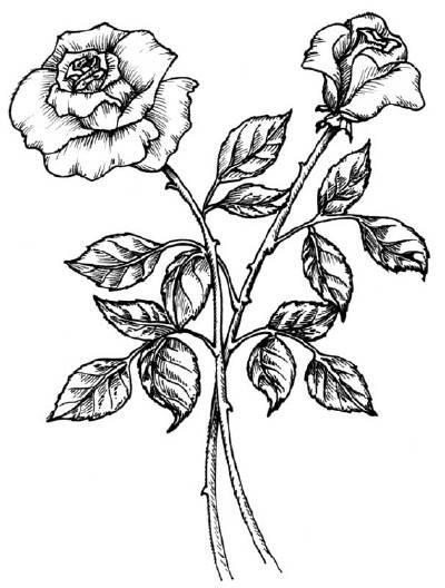 玫瑰简笔画 玫瑰简笔画简单又好看