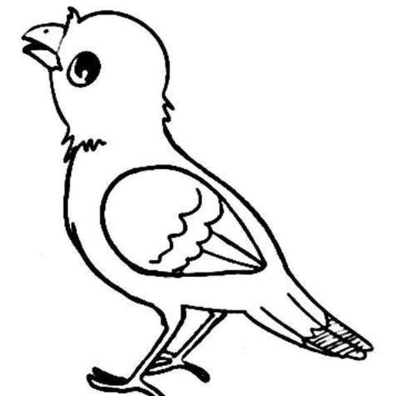 幼儿园画小鸟简笔画图片大全 小鸟的简笔画图片大全可爱 简单