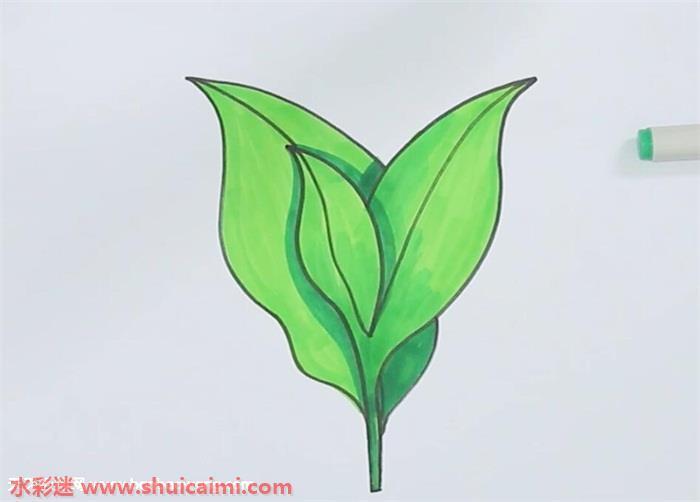茶叶怎么画 茶叶简笔画简单又漂亮彩色
