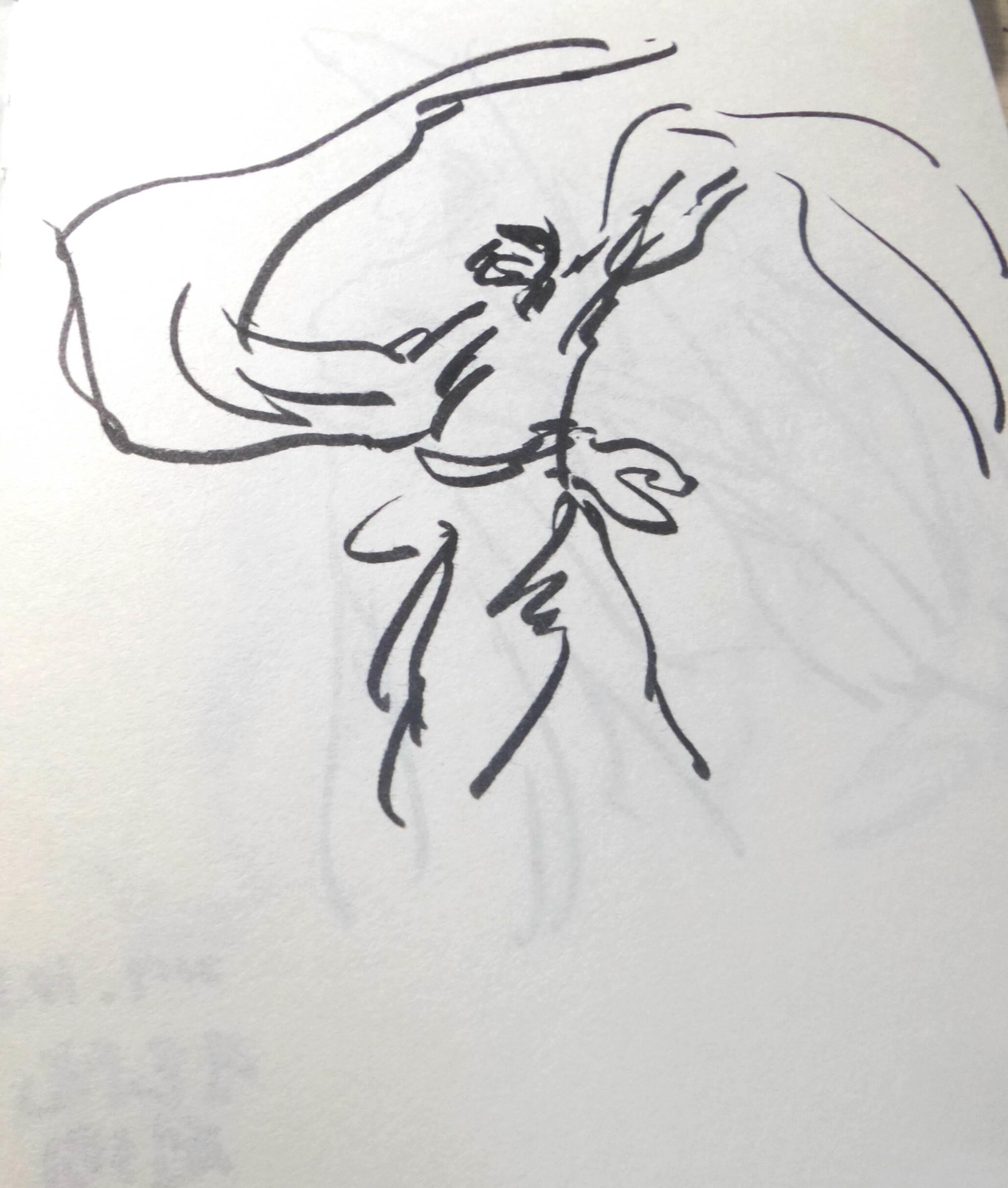 信鸽简笔画 和平信鸽简笔画