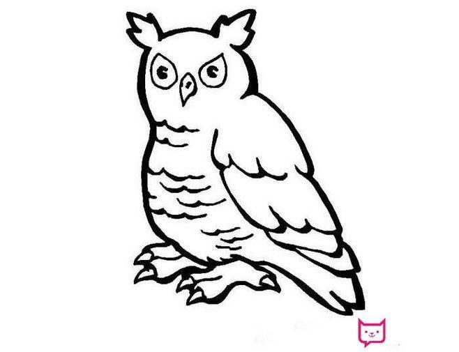 猫头鹰的简笔画图片大全 猫头鹰的简笔画图片大全可爱简单