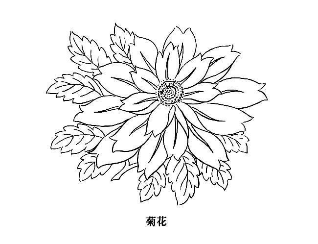 菊花叶子简笔画 菊花叶子简笔画图片