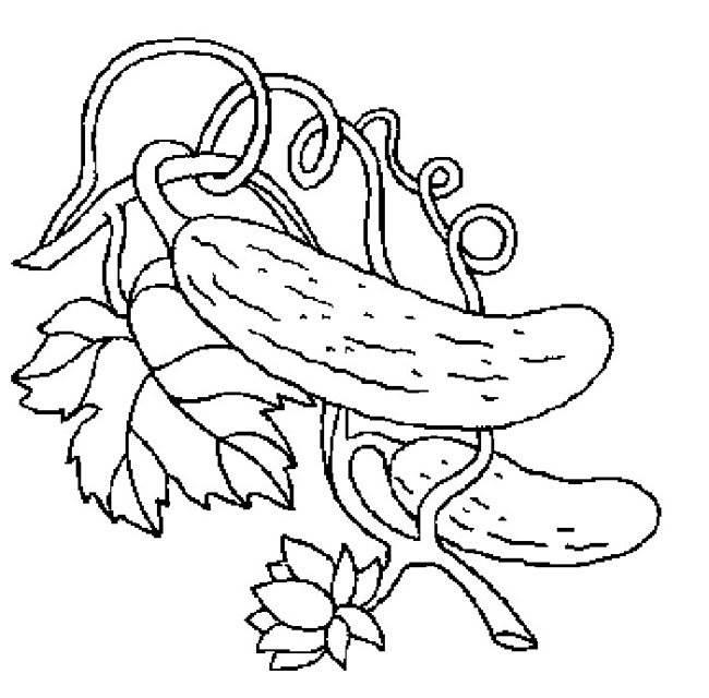 黄瓜简笔画 黄瓜简笔画图片