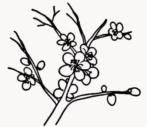 桃花简笔画 桃花简笔画彩色