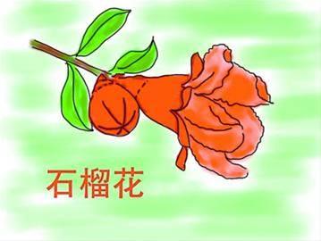 石榴花简笔画图片大全 石榴花简笔画图片大全带颜色