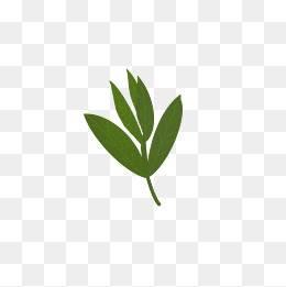 茶叶简笔画 茶叶简笔画彩色