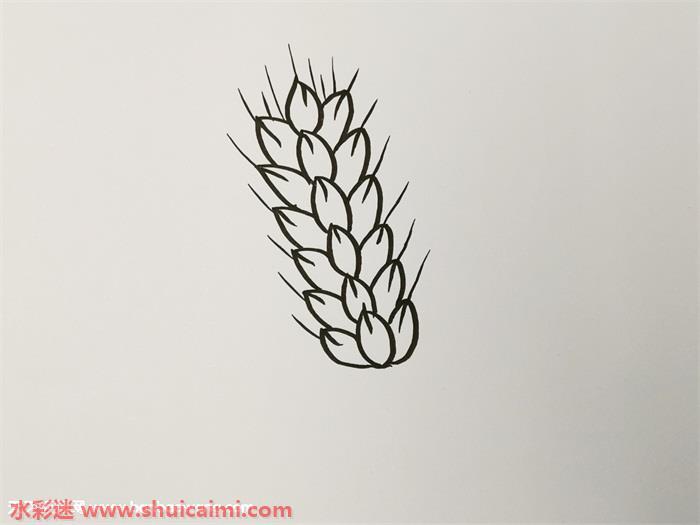 秋天成熟麦穗怎么画 成熟的麦穗简笔画步骤教程