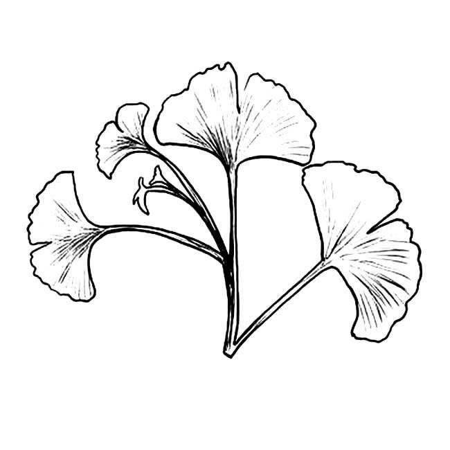 银杏叶简笔画 银杏树简笔画简单又好看