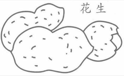 花生简笔画 花生简笔画简单又好看