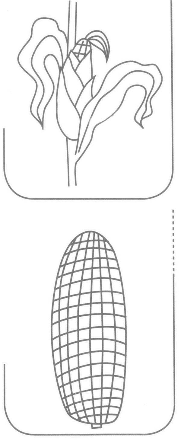玉米图片简笔画 大玉米图片简笔画儿童画
