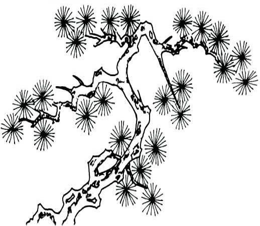 松树简笔画 松树简笔画大全大图