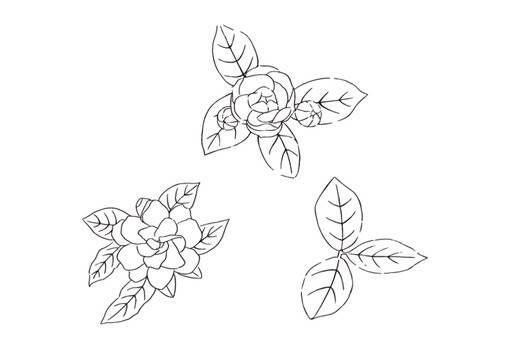茉莉画简笔画图片大全 茉莉画简笔画图片大全彩色